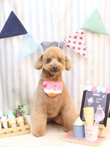 20250520チョコちゃん